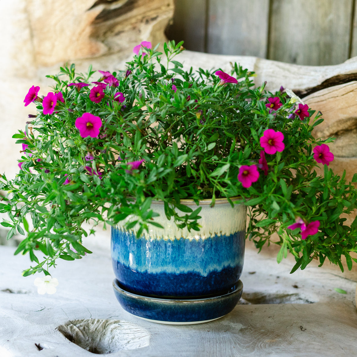 6 Inch Ring Planter