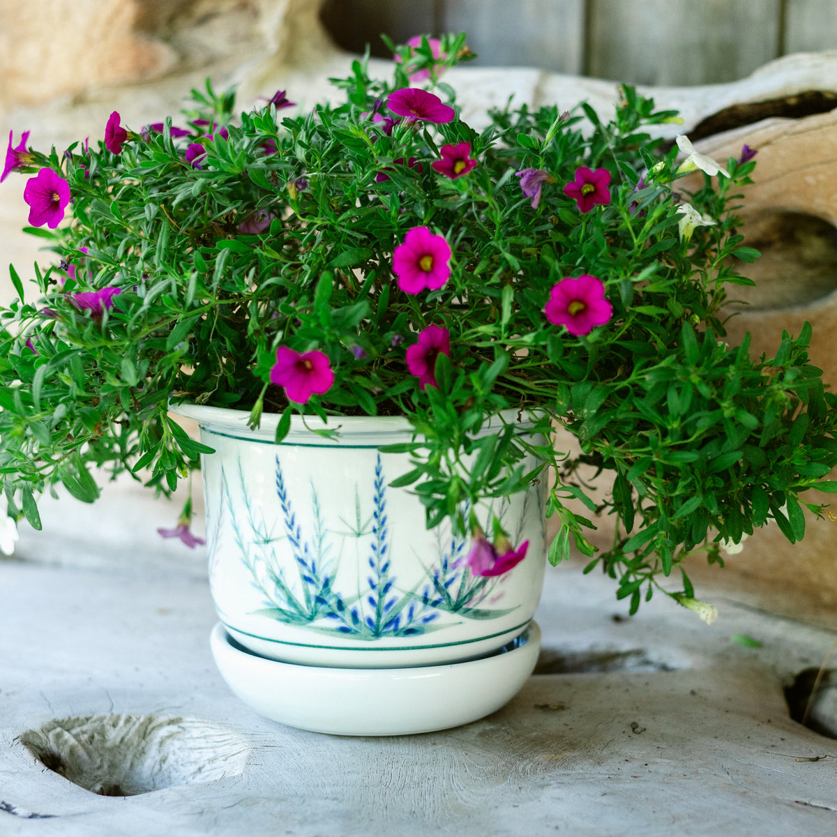 6 Inch Ring Planter