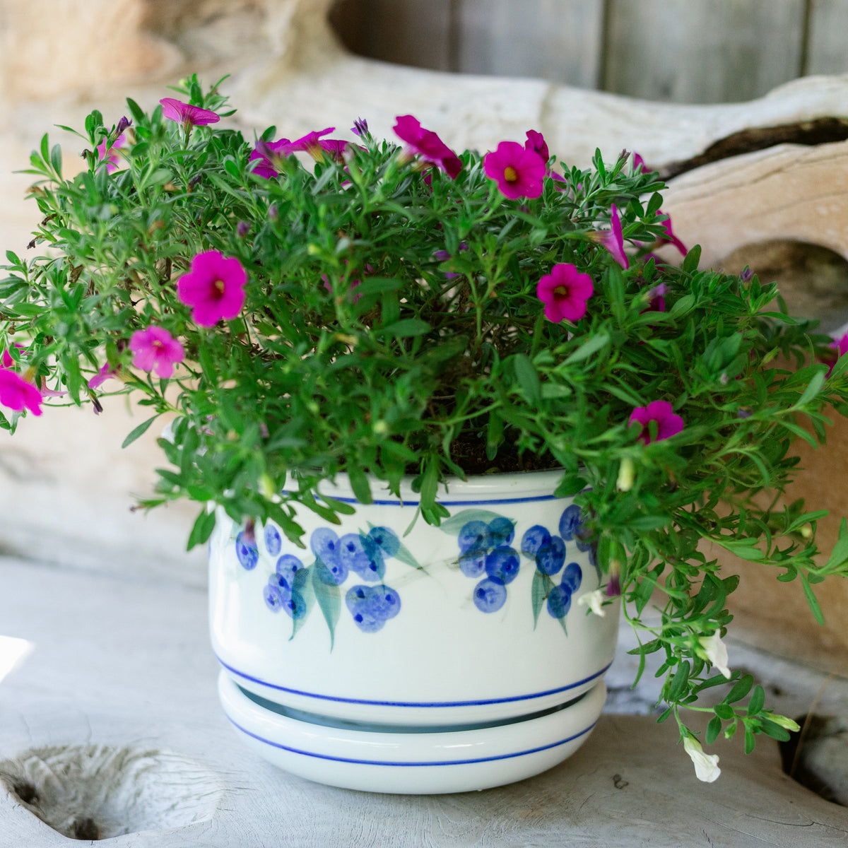 7 Inch Ring Planter