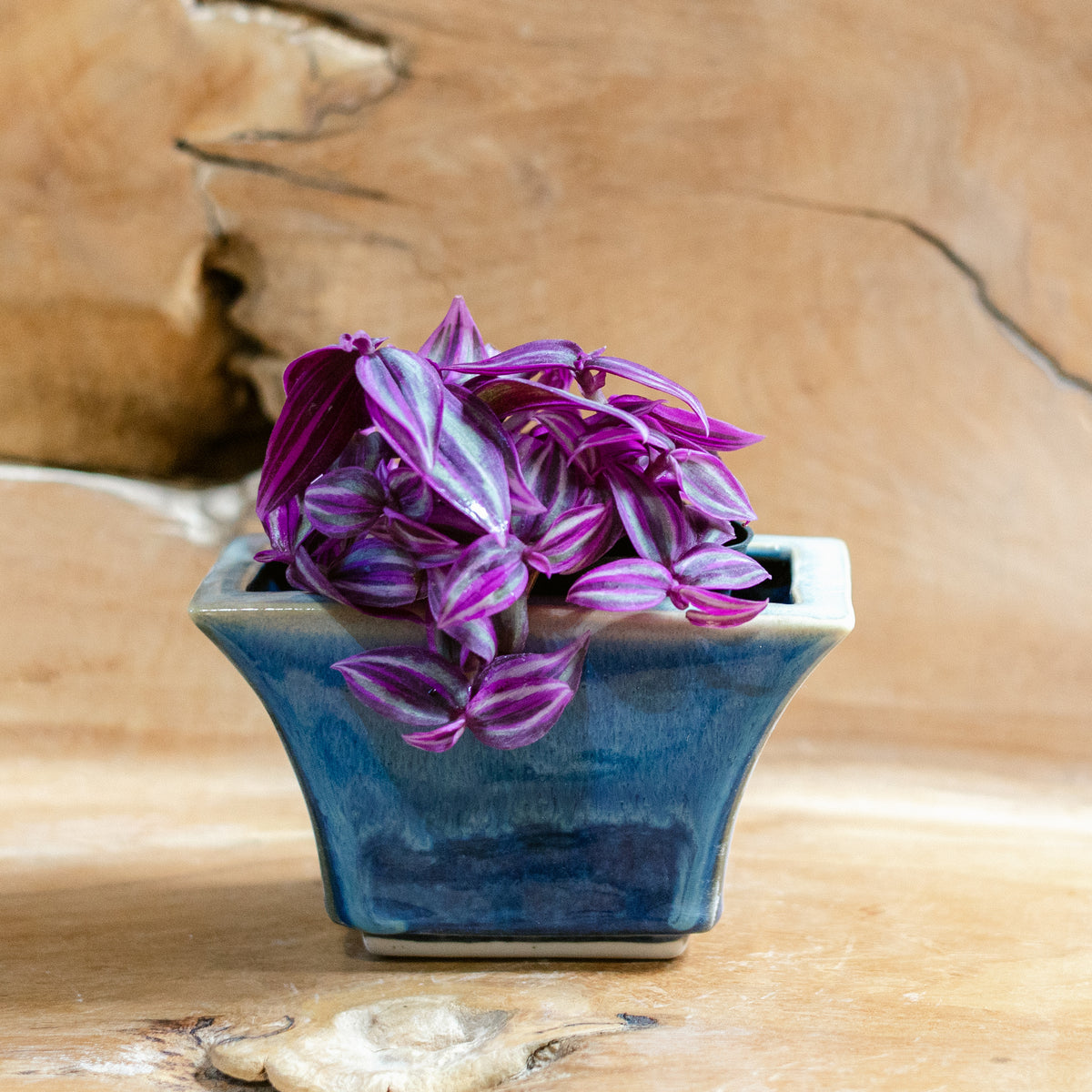 Windowsill Planter