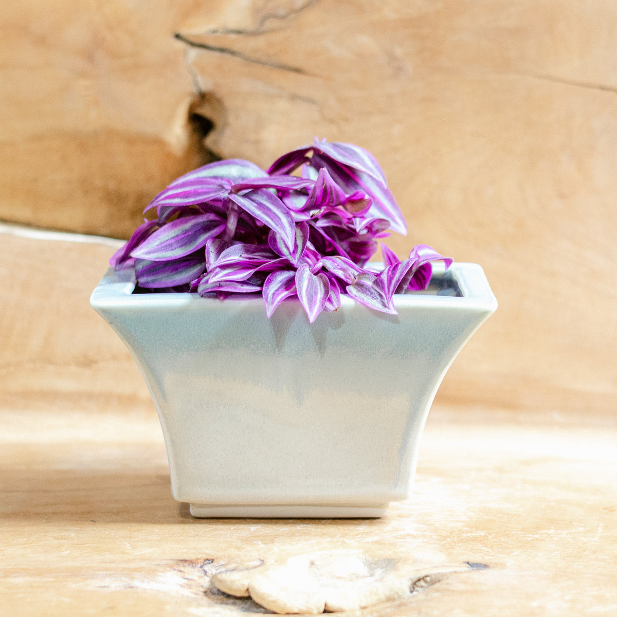 Windowsill Planter